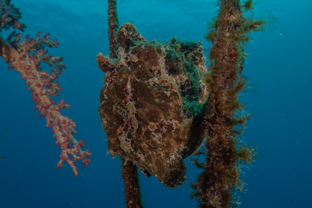 Frog fish in the Red Sea, Colorful and beautiful, Eilat, Israelの写真素材