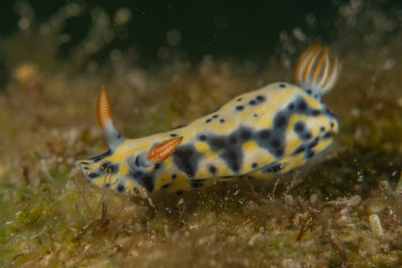 Nudibranch Sea Slug, Colorful and beautifulの写真素材