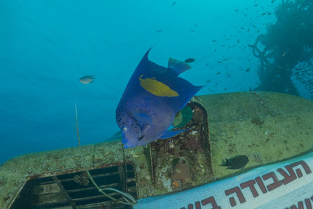 Fish swimming in the Red Sea, colorful fishの写真素材