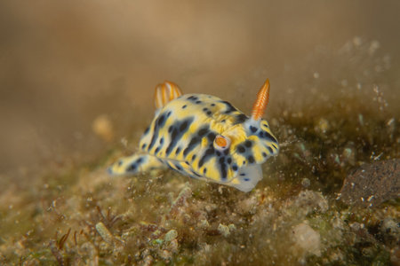 Nudibranch Sea Slug in the Red Sea, Colorful and beautiful, Eilat, Israelの写真素材