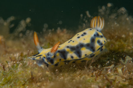 Nudibranch Sea Slug in the Red Sea, Colorful and beautiful, Eilat, Israelの写真素材