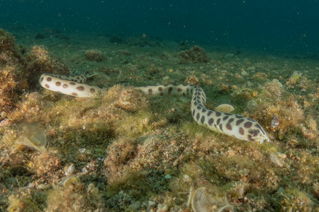 Tiger Snake Eel in the Red Sea, Colorful and beautiful, Eilat, Israel