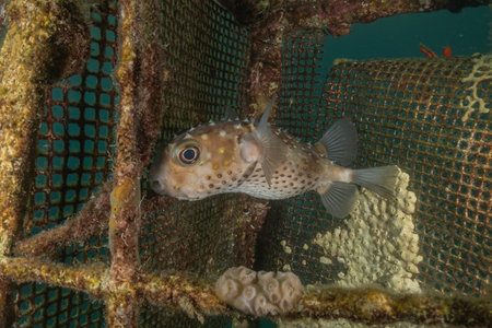 Fish swim in the Red Sea, colorful fish, Eilat, Israelの写真素材