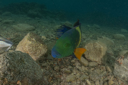 Fish swim in the Red Sea, colorful fish, Eilat Israelの写真素材