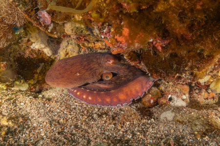 Octopus on the seabed in the Red Sea, Eilat, Israelの写真素材