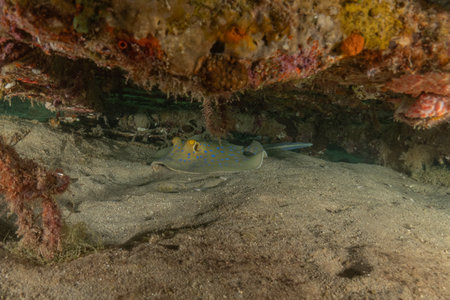 Blue spotted stingray in the Red Seaの写真素材