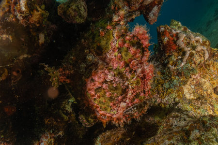 Frog fish in the Red Sea, Colorful and beautiful, Eilat, Israelの写真素材