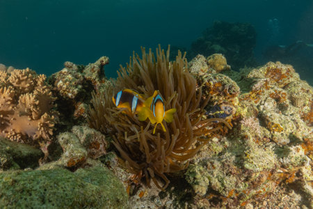 Clown-fish anemonefish in the Red Sea, Colorful and beautiful, Eilat, Israelの写真素材
