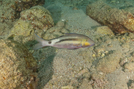 Fish swim in the Red Sea, colorful fish, Eilat, Israelの写真素材