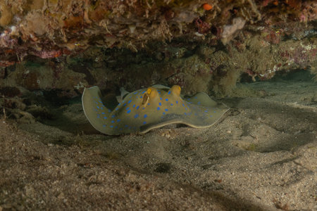 Blue-spotted stingray On the seabed in the Red Sea, Eilat, Israelの写真素材