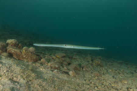 Squid in the Red Sea, Eilat, Israelの写真素材