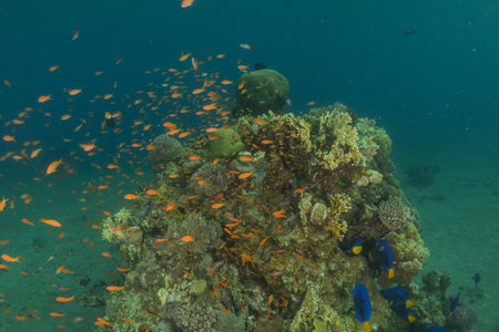 Underwater view of a coral reef with shoal of tropical fishの写真素材