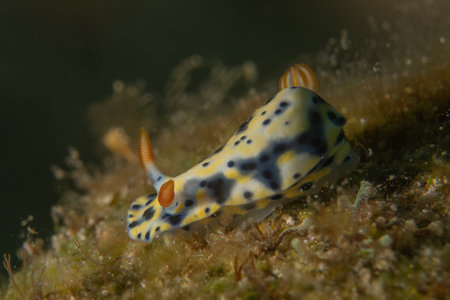 Nudibranch Sea Slug in the Red Sea, Colorful and beautiful, Eilat, Israelの写真素材