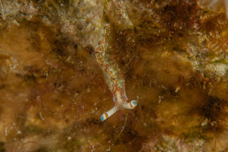 Nudibranch Sea Slug in the Red Sea, Colorful and beautiful, Eilat, Israelの写真素材