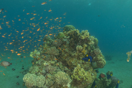 Coral reef and fish in the Red Sea, Eilat, Israelの写真素材