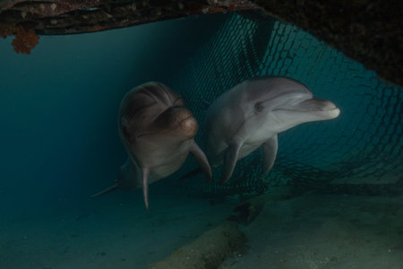 Dolphin swimming with divers in the Red Sea, Eilat, Israelの写真素材