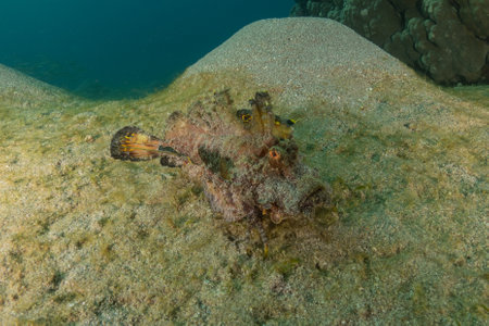 Fish swimming in the Red Sea, colorful fish, Eilat Israelの写真素材