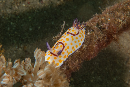 Nudibranch Sea Slug in the Red Sea, Colorful and beautiful, Eilat, Israelの写真素材