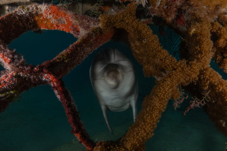 Dolphin swimming with divers in the Red Sea, Eilat, Israelの写真素材