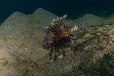 Lionfish (Pterois miles) in the Red Sea, colorful fish, Eilat, Israelの写真素材