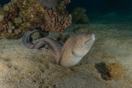 Moray eel Mooray lycodontis undulatus in the Red Sea, Eilat, Israelの写真素材