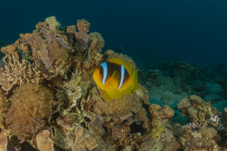 Clown anemonefish (Amphiprion ocellaris) on a coral reefの写真素材