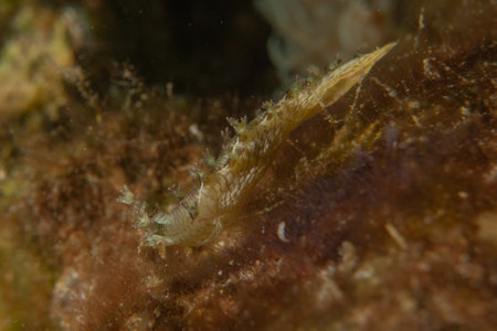 Fish swimming in the Red Sea, colorful fish, Eilat Israelの写真素材