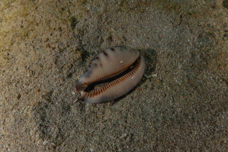 Conus Textile On the seabed in the Red Sea, Eilat, Israelの写真素材