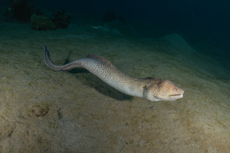 Moray eel Mooray lycodontis undulatus in the Red Sea, Eilat, Israelの写真素材