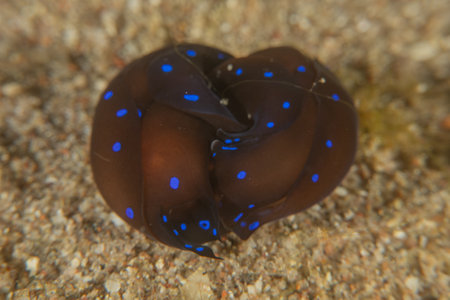 Nudibranch Sea Slug in the Red Sea, Colorful and beautiful, Eilat, Israelの写真素材