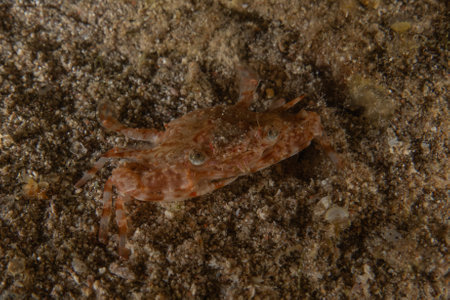 Crab on the seabed, Red Sea, Eilat Israelの写真素材