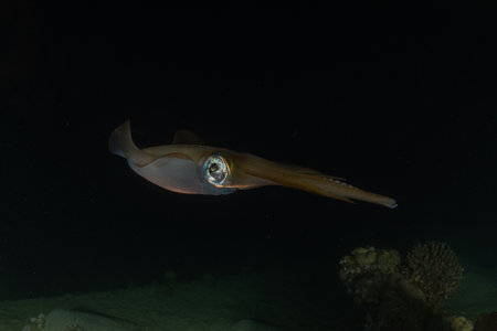 Squid in the Red Sea, Eilat Israelの写真素材