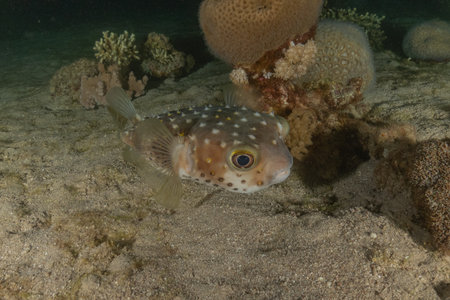 Puffer fish in the Red Sea, Eilat Israel.の写真素材
