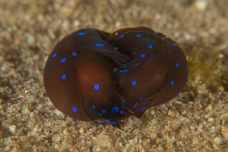 Nudibranch Sea Slug in the Red Sea, Colorful and beautiful, Eilat, Israelの写真素材