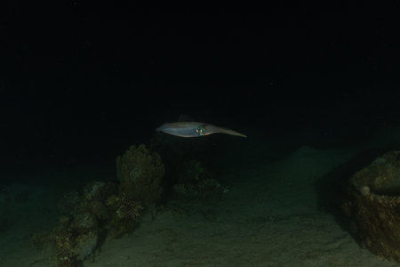Squid in the Red Sea, Eilat Israel. Macroの写真素材