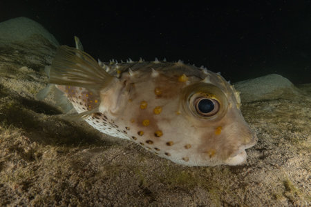Puffer fish in the Red Sea, Eilat Israel.の写真素材