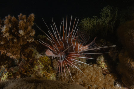 Lionfish (Pterois volitans) in the Red Seaの写真素材