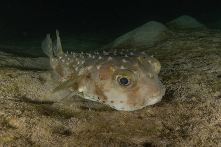 Pufferfish in the Red Sea, Eilat Israel.の写真素材