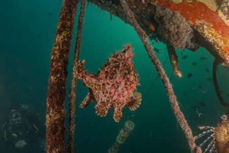 Frogfish in the Red Sea Colorful and beautiful, Eilat Israelの写真素材