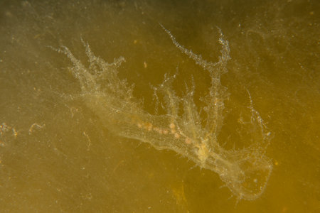 Jellyfish are colorful and beautiful, Eilat Israelの写真素材