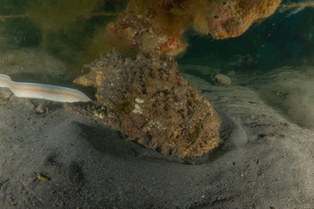 Fish swimming in the Red Sea, colorful fish