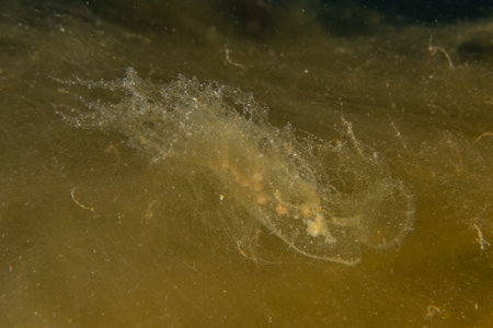 Jellyfish are colorful and beautifulの写真素材
