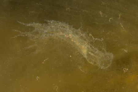 Jellyfish are colorful and beautifulの写真素材