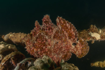 Frogfish in the Red Sea Colorful and beautifulの写真素材