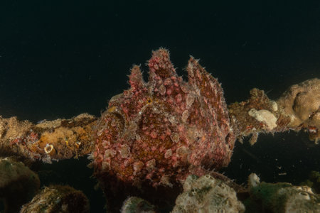 Frogfish in the Red Sea Colorful and beautifulの写真素材
