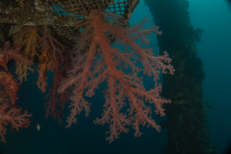 Coral reef and water plants in the Red Sea, Eilat, Israelの写真素材