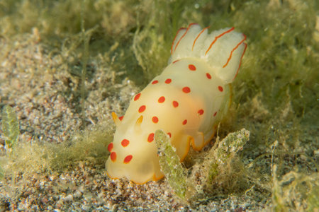 Nudibranch Sea Slug, Colorful and beautifulの写真素材