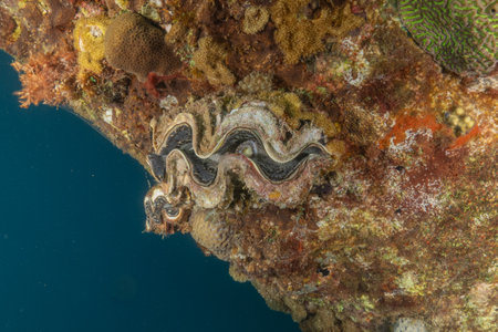 Giant clam on a tropical coral reef in the Red Sea.の写真素材