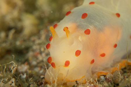 Nudibranch Sea Slug in the Red Sea, Colorful and beautiful, Eilat, Israelの写真素材
