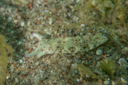 Nudibranch Sea Slug in the Red Sea, Colorful and beautiful, Eilat, Israelの写真素材
